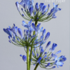 Agapanthus Wafer Paper - Chokolate Designs