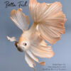Wafer Paper Betta Fish - Chokolate Designs
