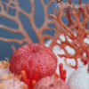 Ebook Sea Urchins Corals
