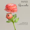 Ranunculus Tutorial - Chokolate Designs