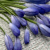 African Lily Agapanthus Wafer Paper - Chokolate Designs