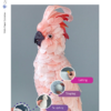 Cockatoo table of content