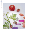 Ranunculus eBook - Chokolate Designs