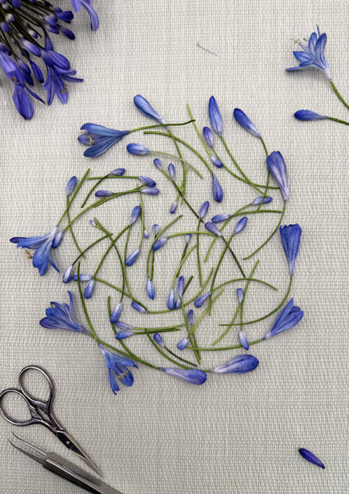 Wafer Paper Agapanthus Video
