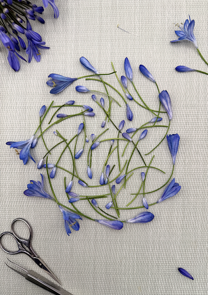 Lily of the Nil Agapanthus Wafer Paper - Chokolate Designs