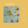 Forsythia Cover Product EN