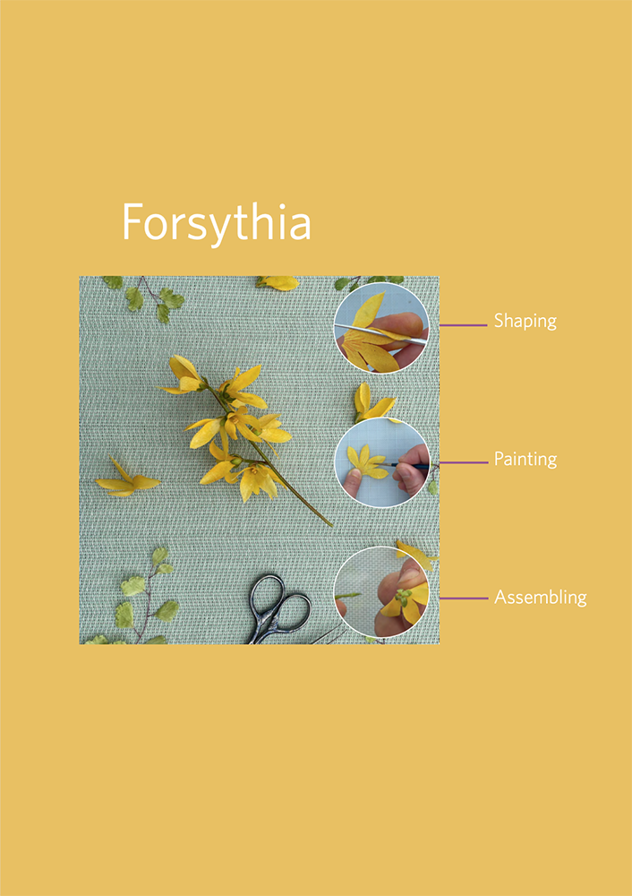 Forsythia Cover Product EN