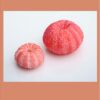 Sea Urchins Corals image