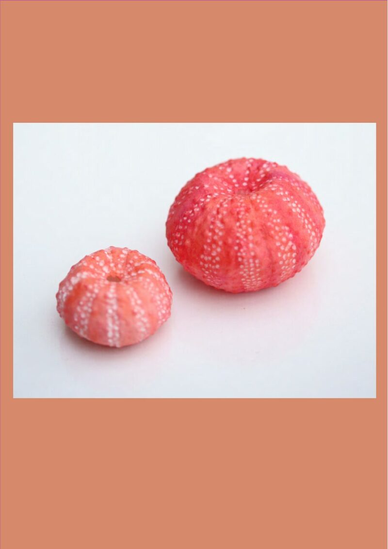 Sea Urchins Corals image