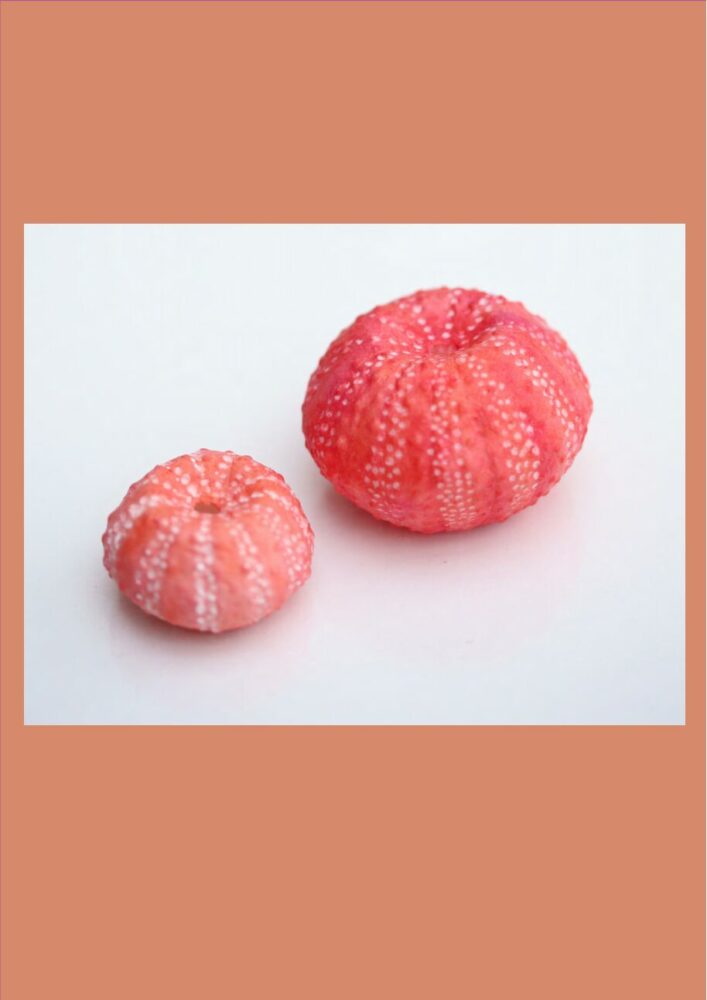 Sea Urchins Corals image