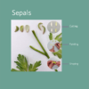 Ranunculus Sepals - Chokolate Designs