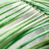 Threads Wafer Paper Zoom - Chokolate Designs