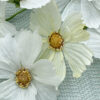 Cosmos Flower