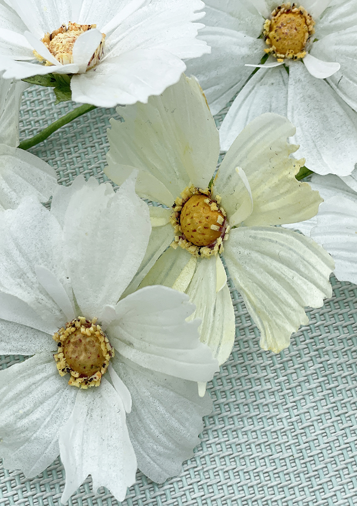 Cosmos Flower