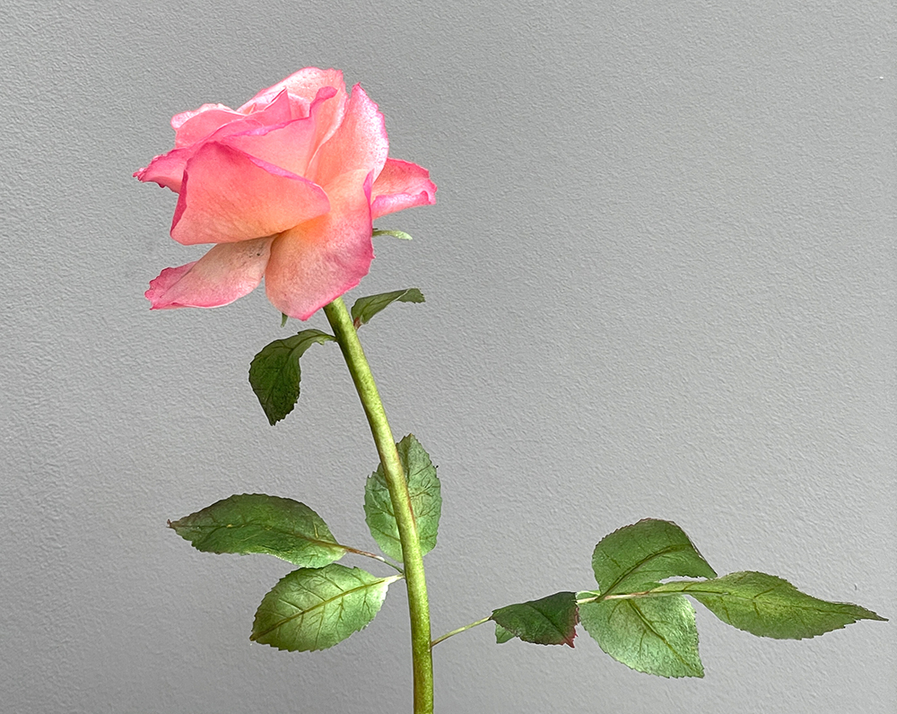 Wafer Paper Rose - Chokolate Designs