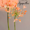 Agapanthus Template - Chokolate Designs