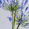 Agapanthus Wafer Paper Details - Chokolate Designs