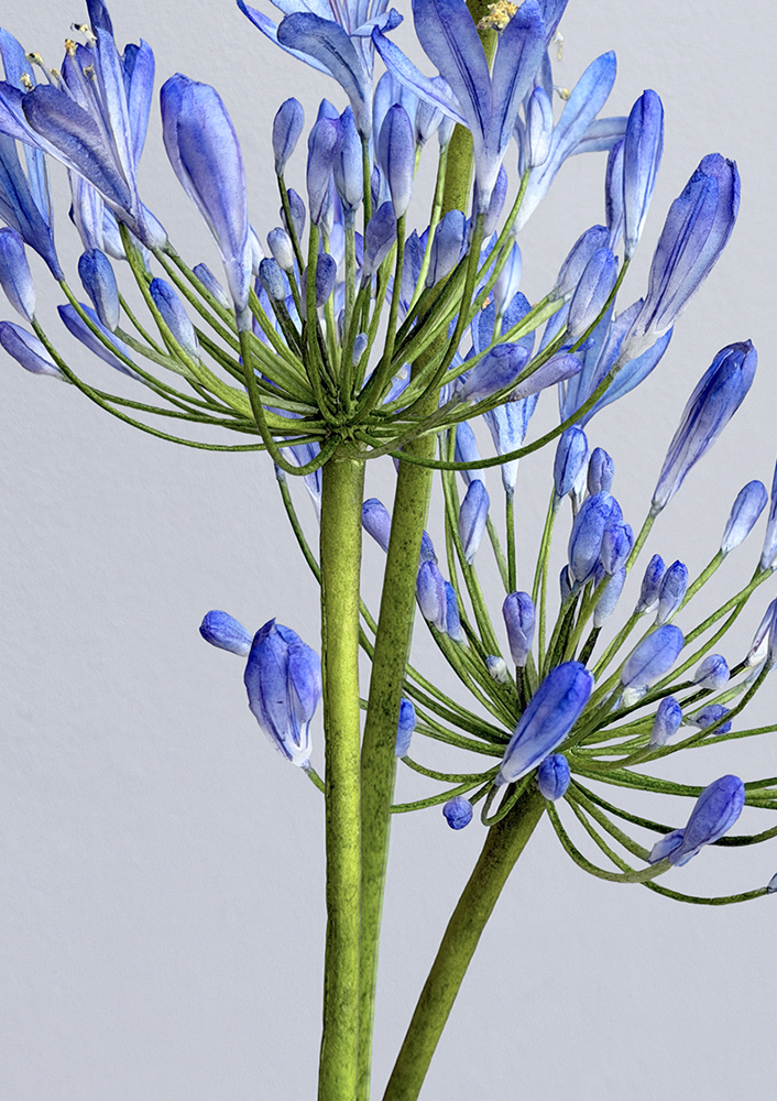 Agapanthus Wafer Paper Details - Chokolate Designs