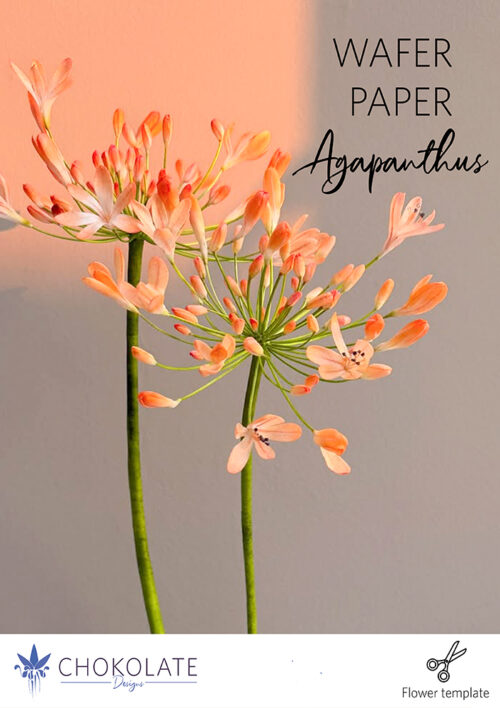 Agapanthus Template