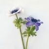 Pre cut Anemone Wafer Paper - Chokolate Designs