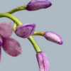 Cymbidium Orchid Buds
