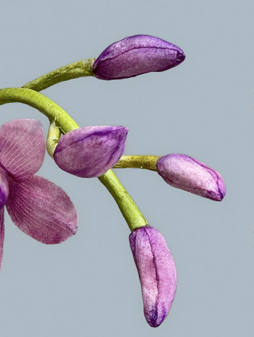 Cymbidium VIDEO
