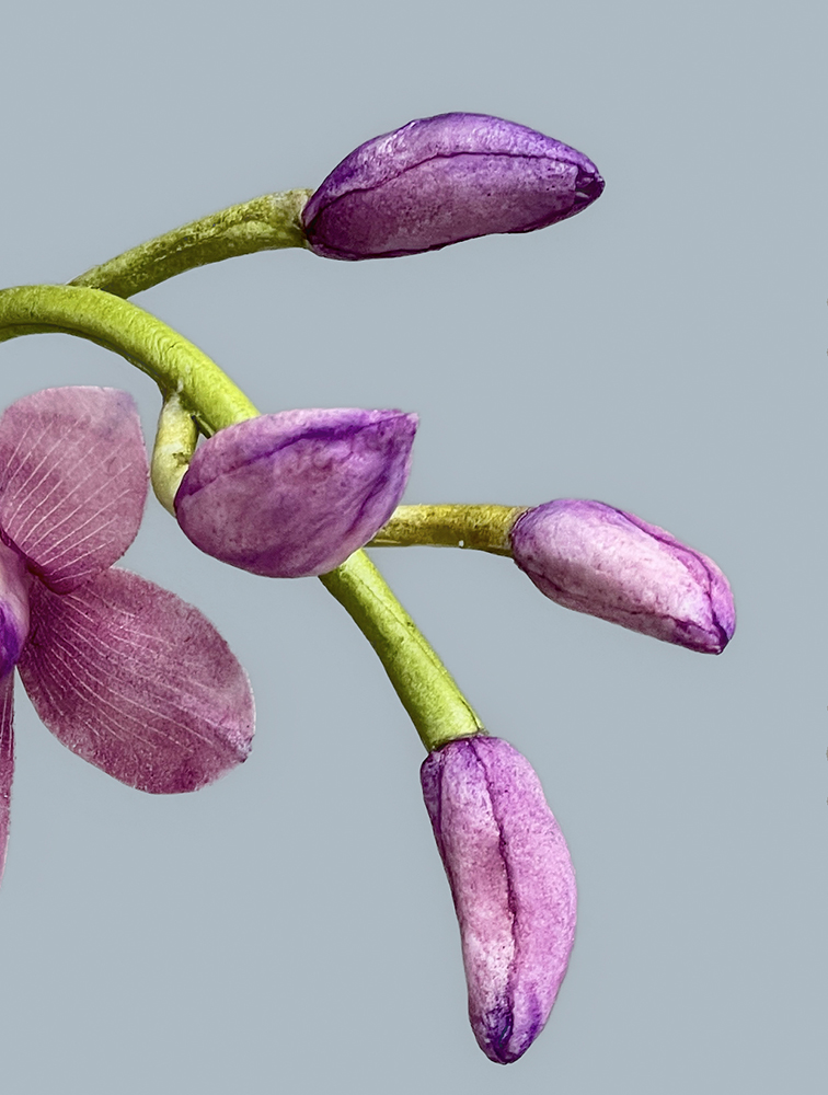Cymbidium Orchid Buds