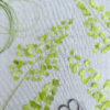 Adiantum Wafer Paper - Chokolate Designs