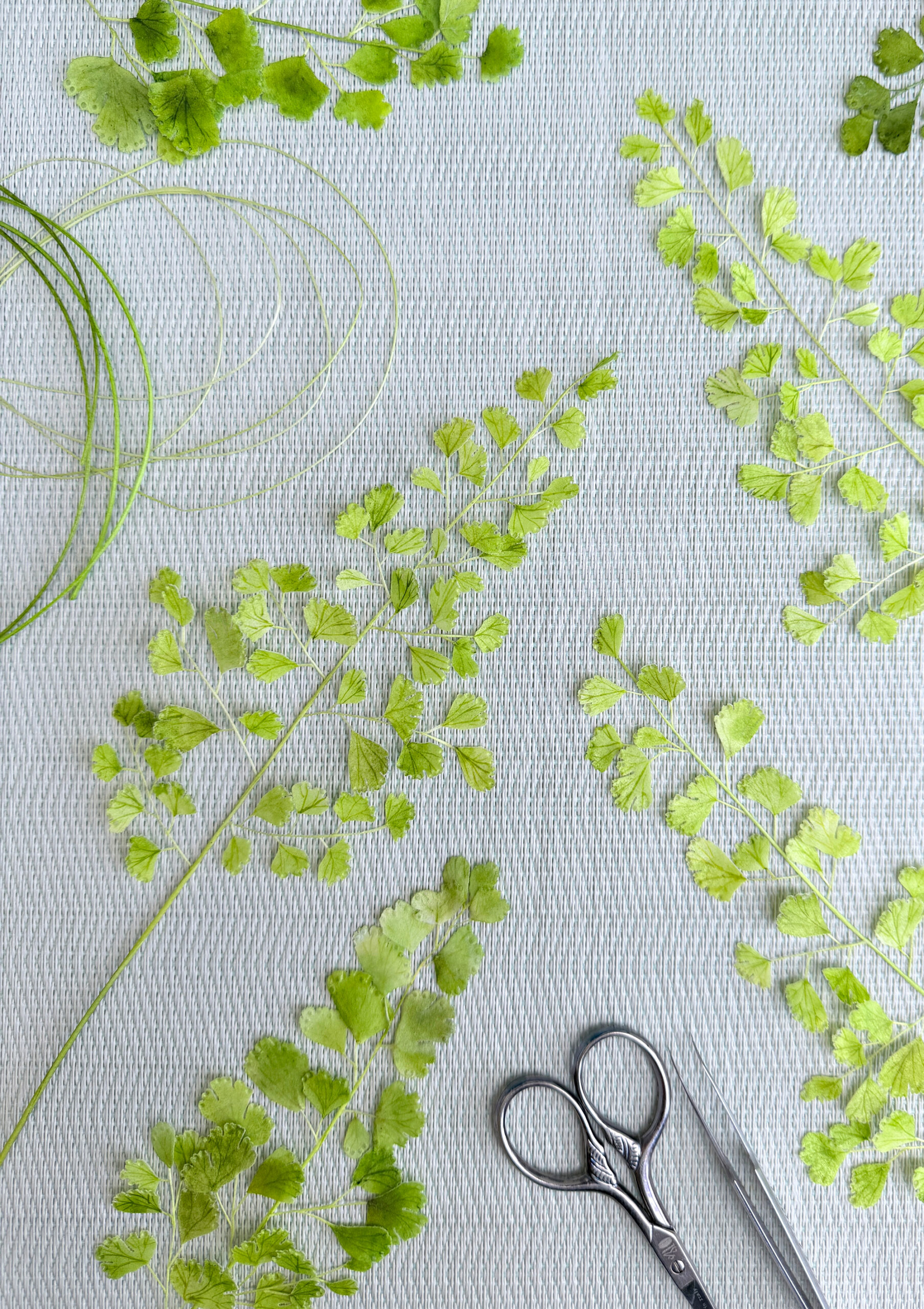 Adiantum Wafer Paper - Chokolate Designs
