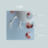 Blue Jay Legs Wafer Paper Chokolate Designs