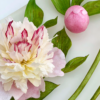 Pre-cut Peony Flowers - Chokolate Designs