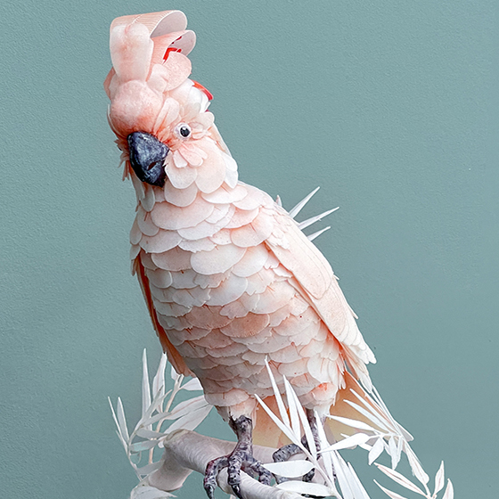 Cockatoo WP copie