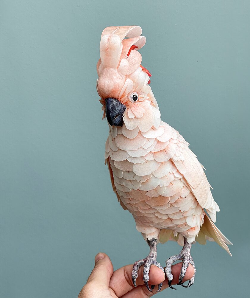 Wafer Paper Cockatoo - Chokolate Designs