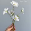 Cosmos Cover Product EN