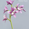 Cymbidium Orchids