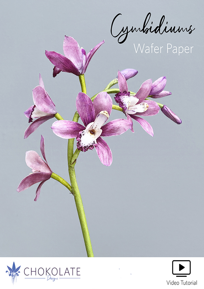 Cymbidium Orchids