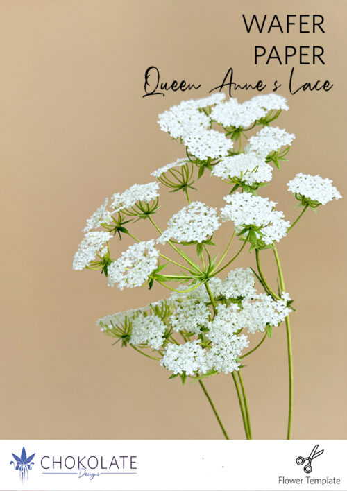 Flower Template Queen Anne Lace - Chokolate Designs