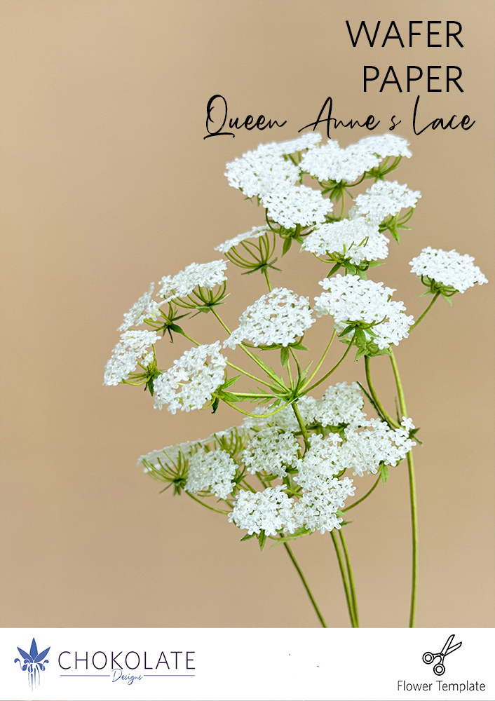 Flower Template Queen Anne Lace - Chokolate Designs