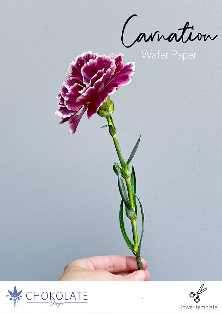 Carnation Flower Template - Chokolate Designs