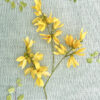 Forsythia template