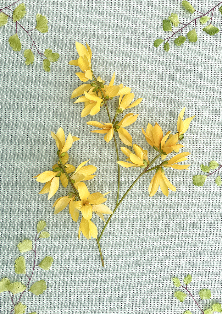 Forsythia template