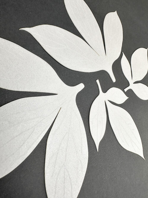 Pre-Cut Wafer Paper Peony Flowers