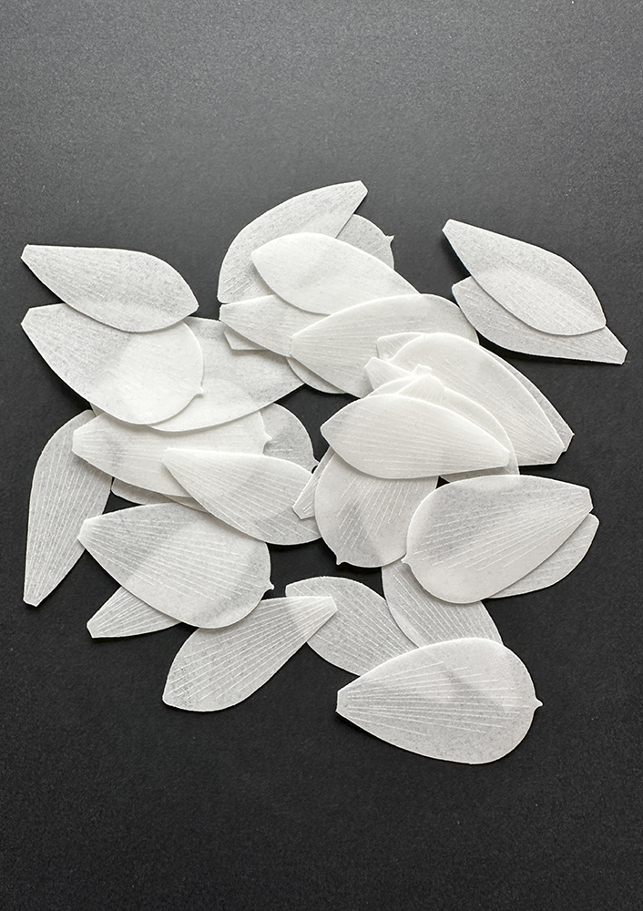 Pre cut leaves Cymbidium - Chokolate Designs