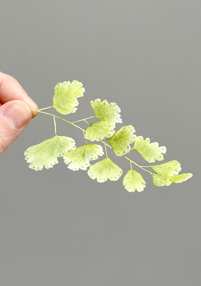 Leaf Wafer Paper - Chokolate Designs