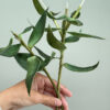 Lily Stargazer Leaves Template - Chokolate Designs
