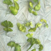 Ginkgo Wafer Paper - Chokolate Designs
