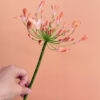 Agapanthus Wafer Paper Template - Chokolate Designs