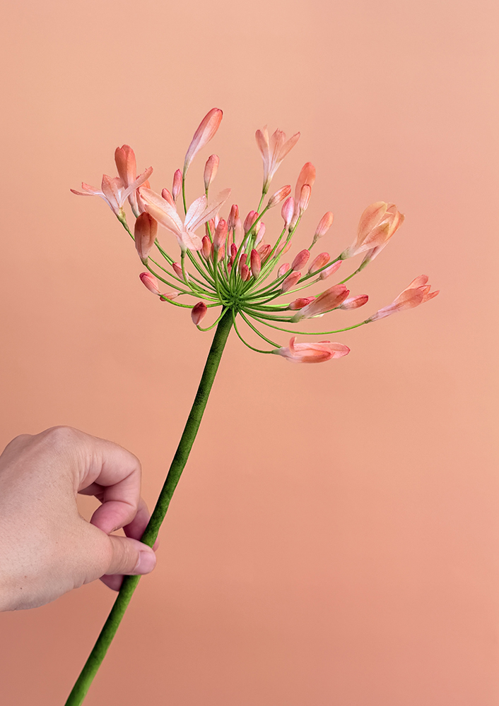 Agapanthus Wafer Paper Template - Chokolate Designs