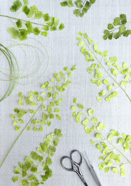 Pre-cut Maidenhair Foliage