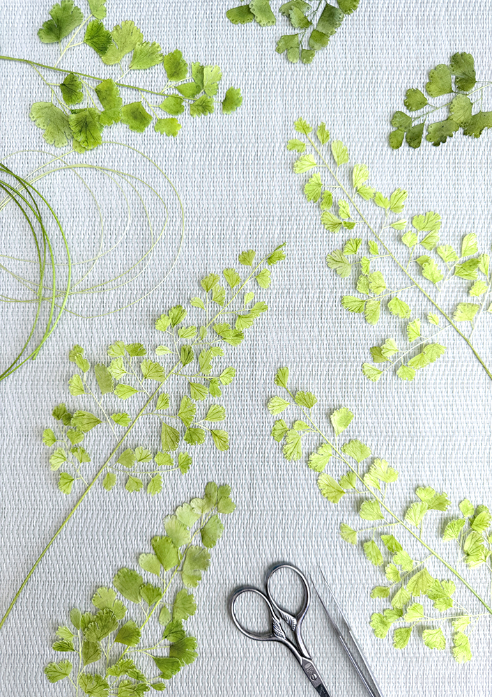 Pre-cut Adiantum Maidenhair - Chokolate Designs